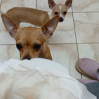 Cucciolo di chihuahua solo Roma e Provincia