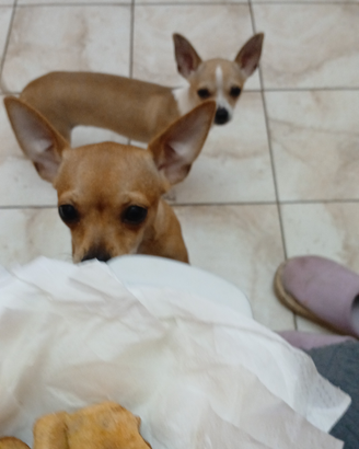 Cucciolo di chihuahua solo Roma e Provincia