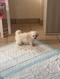 Cuccioli di maltese