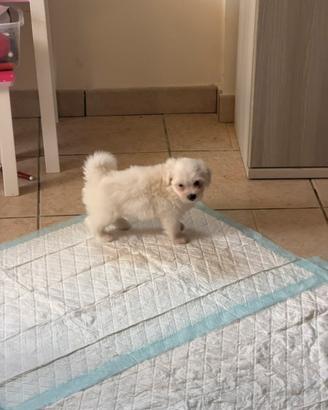 Cuccioli di maltese
