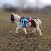 Completo equitazione pony