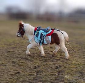 Completo equitazione pony