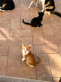 Cuccioli gatto