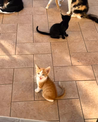 Cuccioli gatto