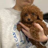 Barboncini nani Red promo