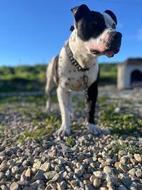 Pitbull Per Monta
