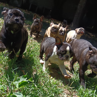 Bulldog francesi enci