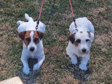Jack Russell maschio