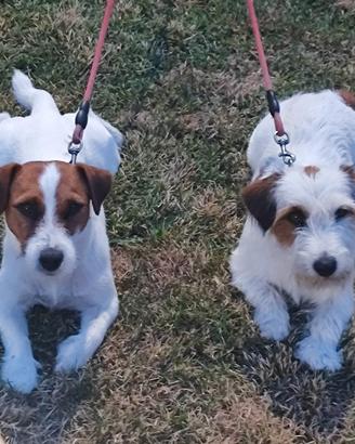 Jack Russell maschio