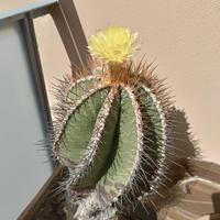 Pianta grassa  astrophytum ornatum