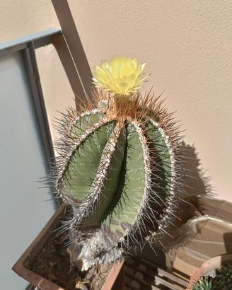 Pianta grassa  astrophytum ornatum