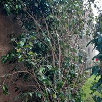 2 ficus in due vasi grandi 