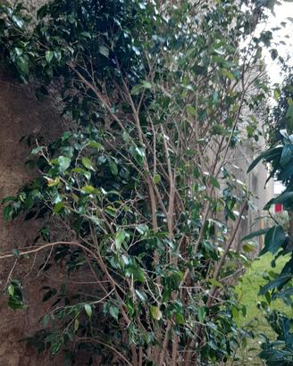 2 ficus in due vasi grandi 