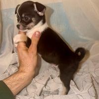 Chihuahua maschietto pelo corto