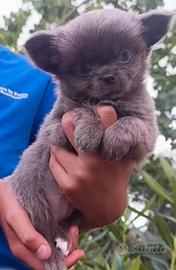 Chihuahua Maschio Lilac Pelo Lungo