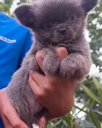 Chihuahua Maschio Lilac Pelo Lungo