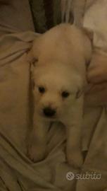 Cucciolo golden retriver