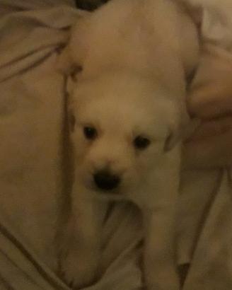 Cucciolo golden retriver