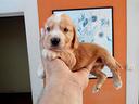 coker-spaniel