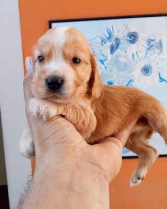 Coker spaniel