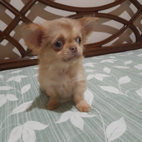 Vendita chihuahua