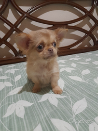 Vendita chihuahua