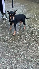 Pinscher femmina