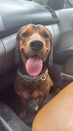 Dachsbracke