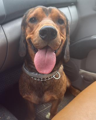 Cuccioli di Dachsbracke