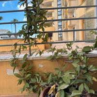 Pianta fiori di cera