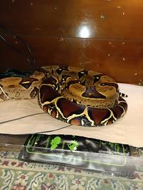 Boa constrictor Suriname maschio