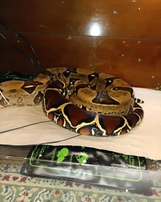 Boa constrictor Suriname maschio