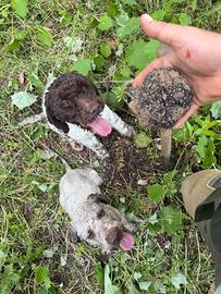 Cuccioli di Lagotto romagnolo