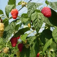 PIANTE DI LAMPONI RIFIORENTI 