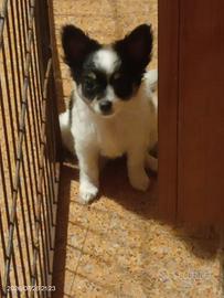 chihuahua cucciola