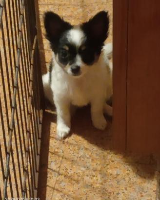 chihuahua cucciola
