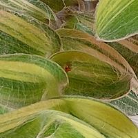 T.Sillmontana variegata