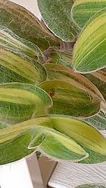 T.Sillmontana variegata