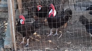 Galline spagnola faccia bianca