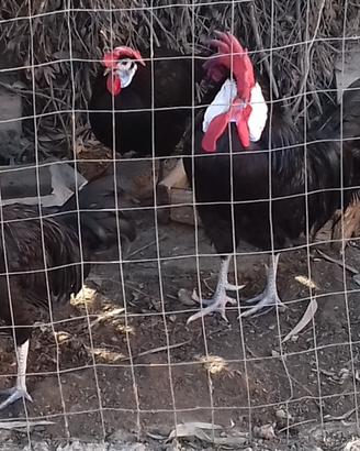 Galline spagnola faccia bianca