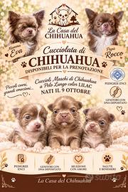 Maschi chihuahua pedigree lilac isabella