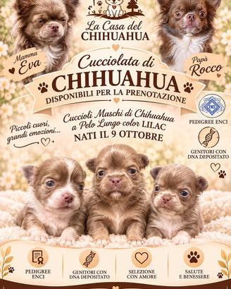 Maschi chihuahua pedigree lilac isabella