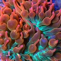 Anemone acquario marino per pagliacci