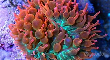 Anemone acquario marino per pagliacci
