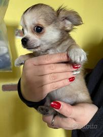 Maschietto chihuahua