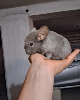 Cincillà femmina