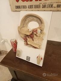 modellino anatomico didattico 