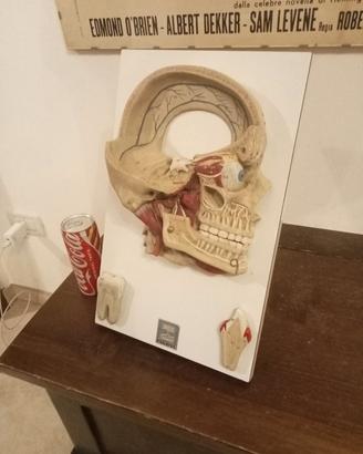 modellino anatomico didattico 