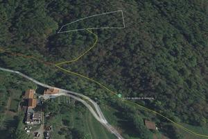 Terreno boschivo / castagneto ad Artegna