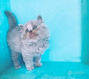 Cucciole stupende